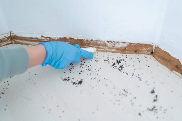 Best Wasp Removal Services  in Sumner, WA